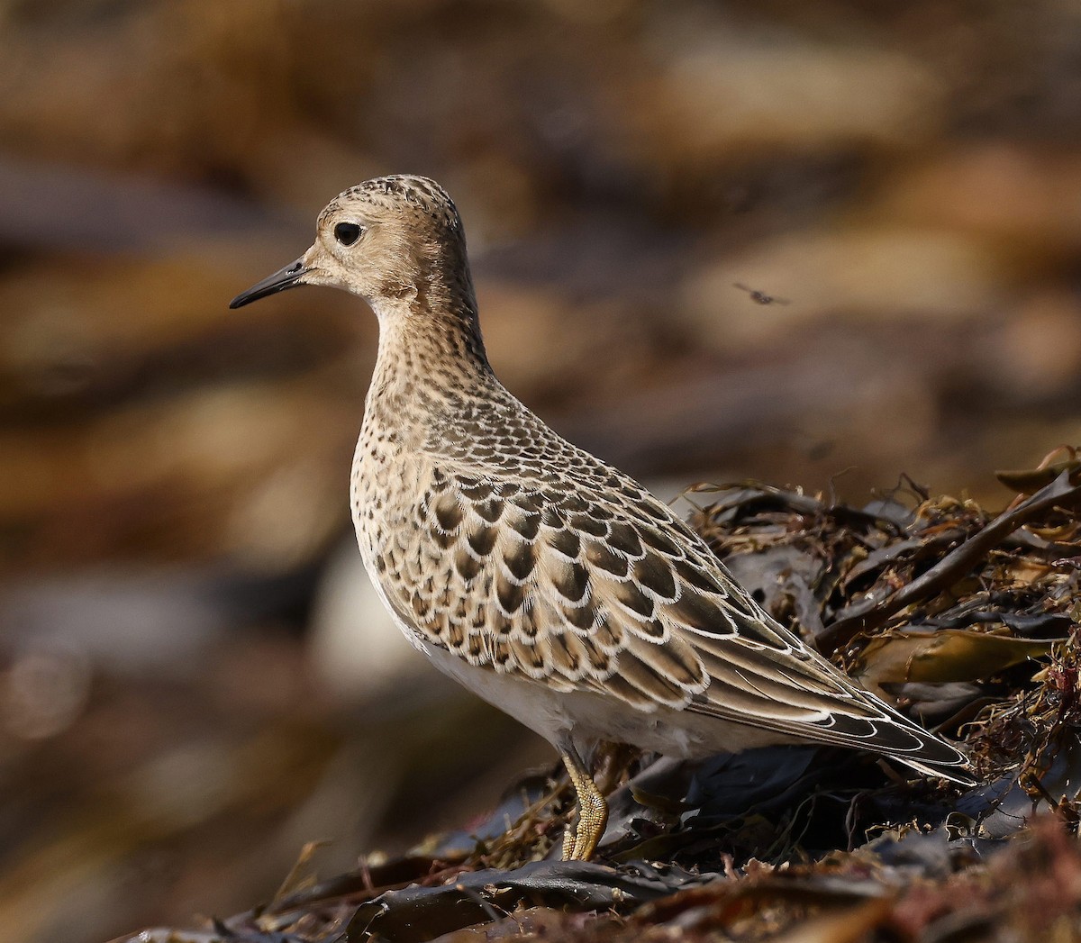 Buff-breasted Sandpiper - ML623910469