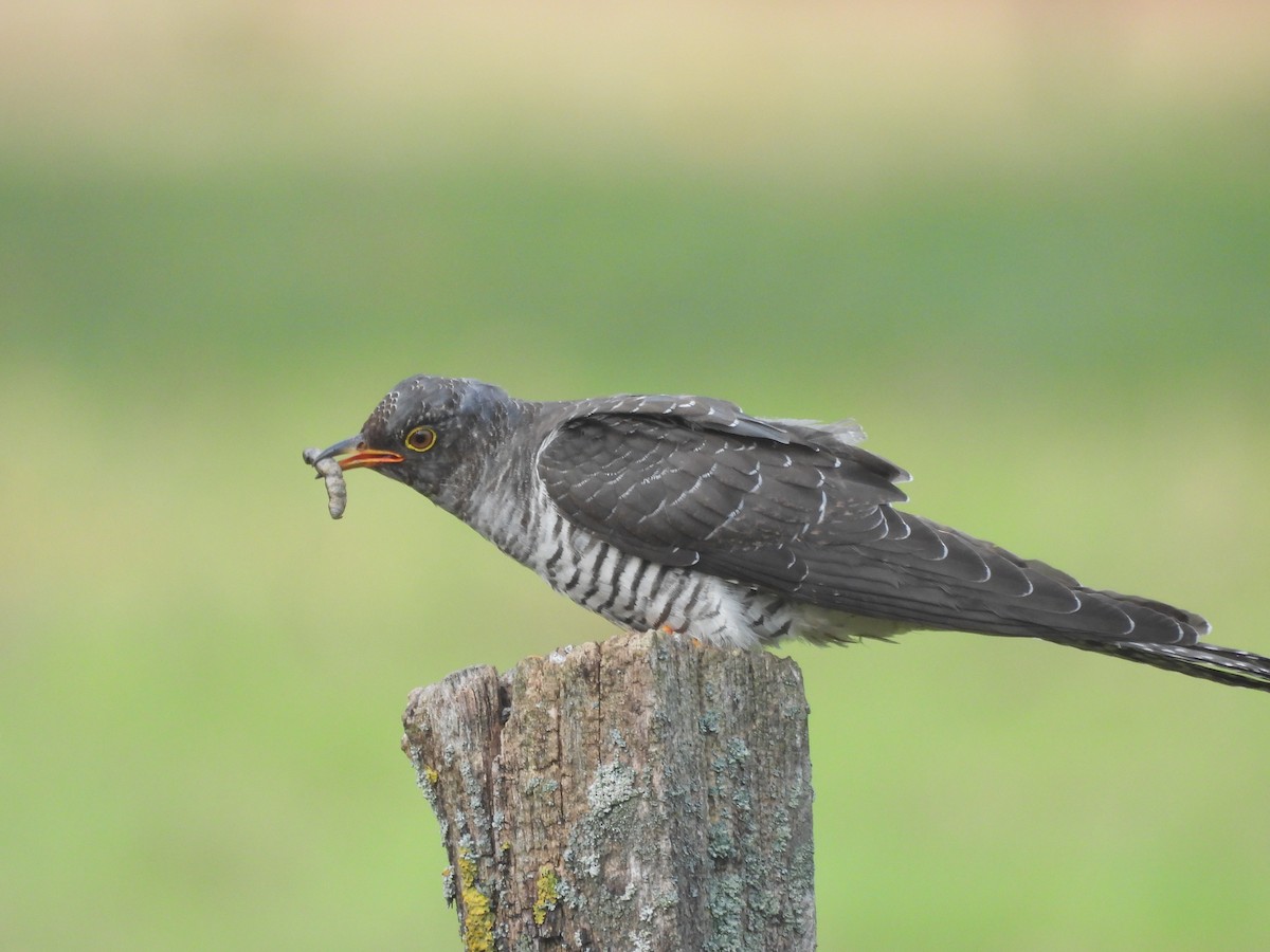 Common Cuckoo - ML623910482