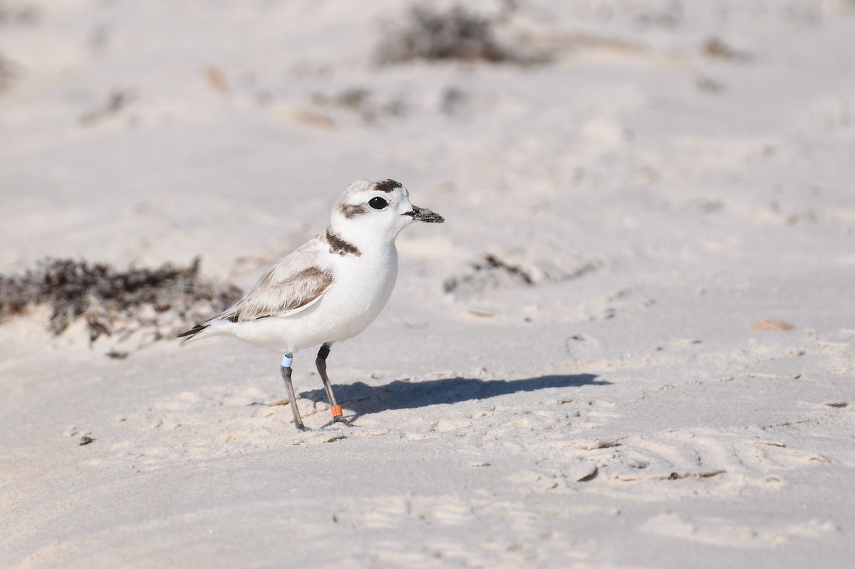 Snowy Plover - ML623910492