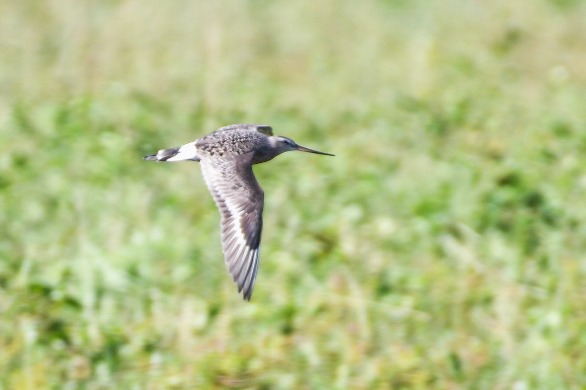 Hudsonian Godwit - ML623910493