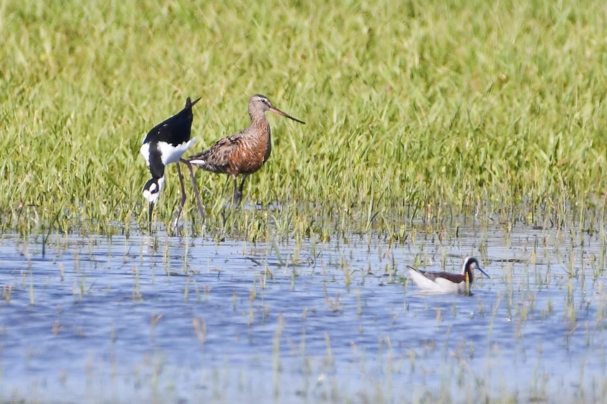 Hudsonian Godwit - ML623910494