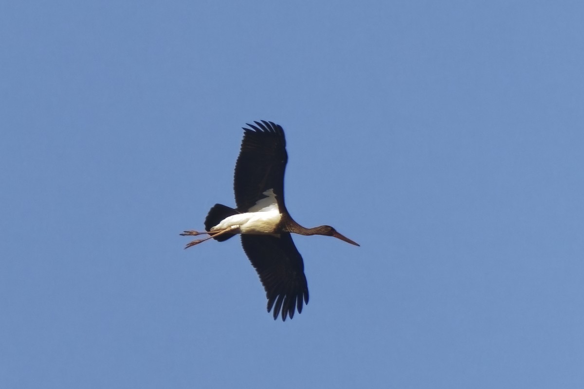 Black Stork - Holger Teichmann