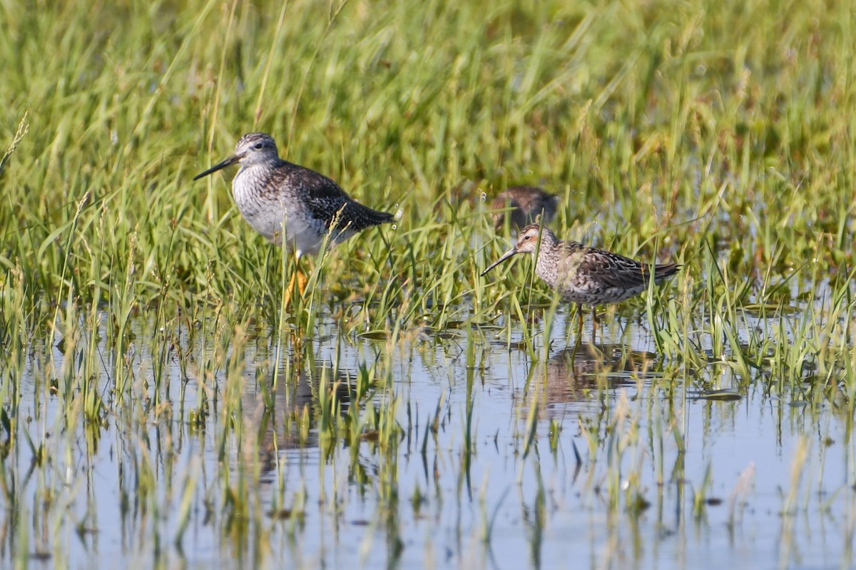 Stilt Sandpiper - ML623910500