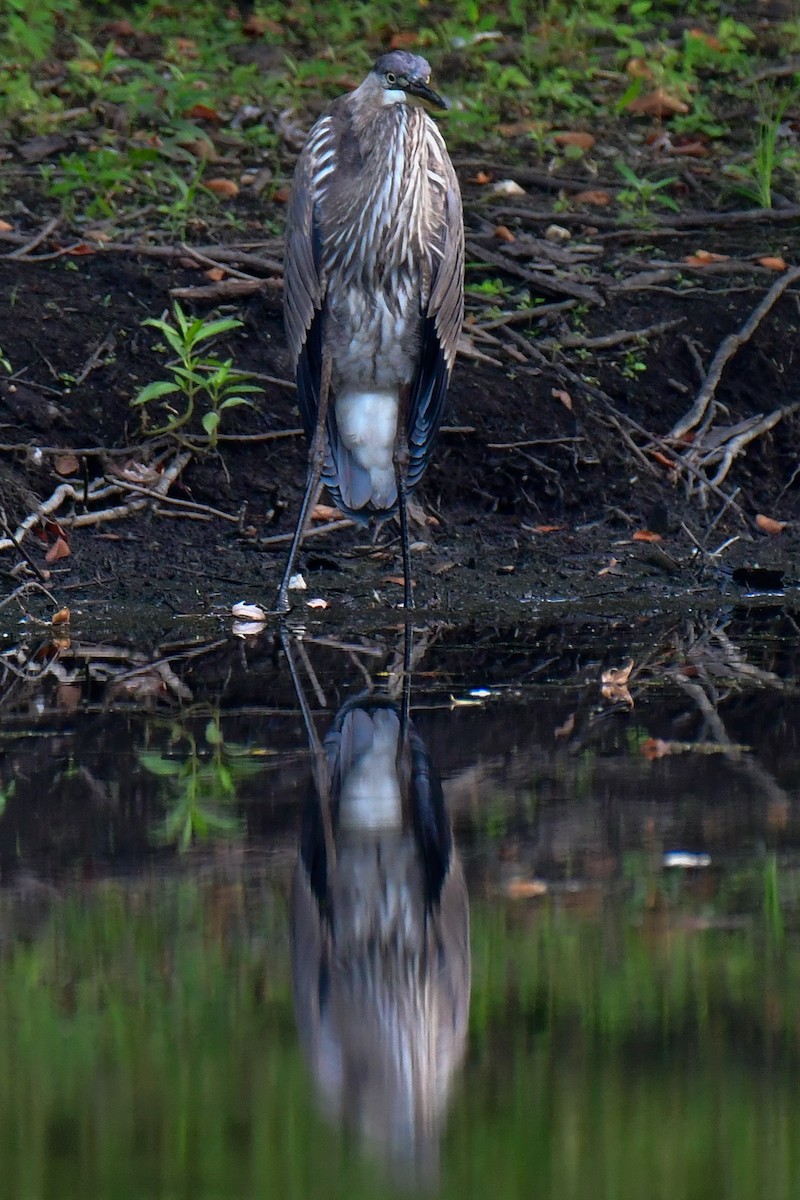 Garza Azulada - ML623910505