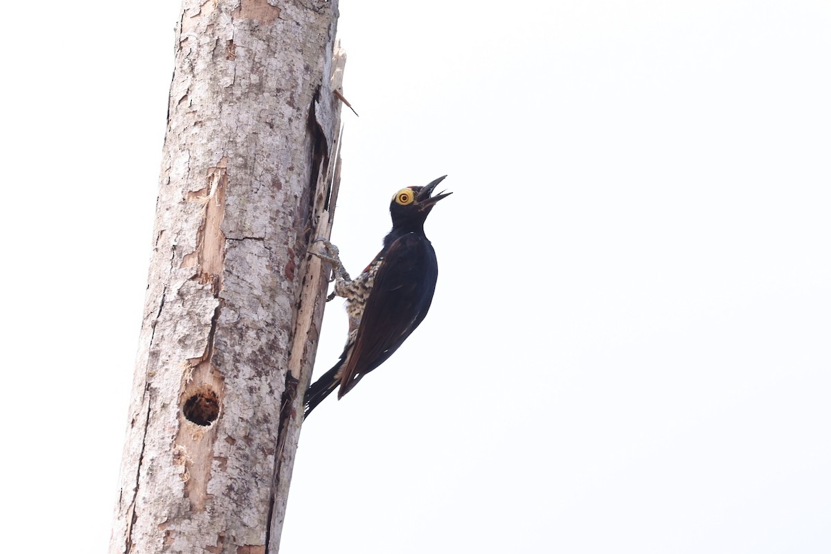 Yellow-tufted Woodpecker - ML623910519