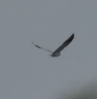 Black-winged Kite - ML623910553