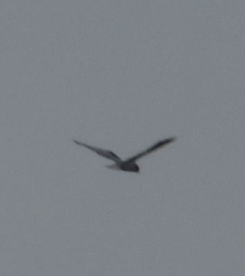 Black-winged Kite - Sally Anderson