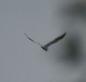 Black-winged Kite - ML623910558