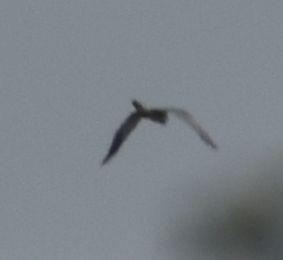 Black-winged Kite - ML623910559