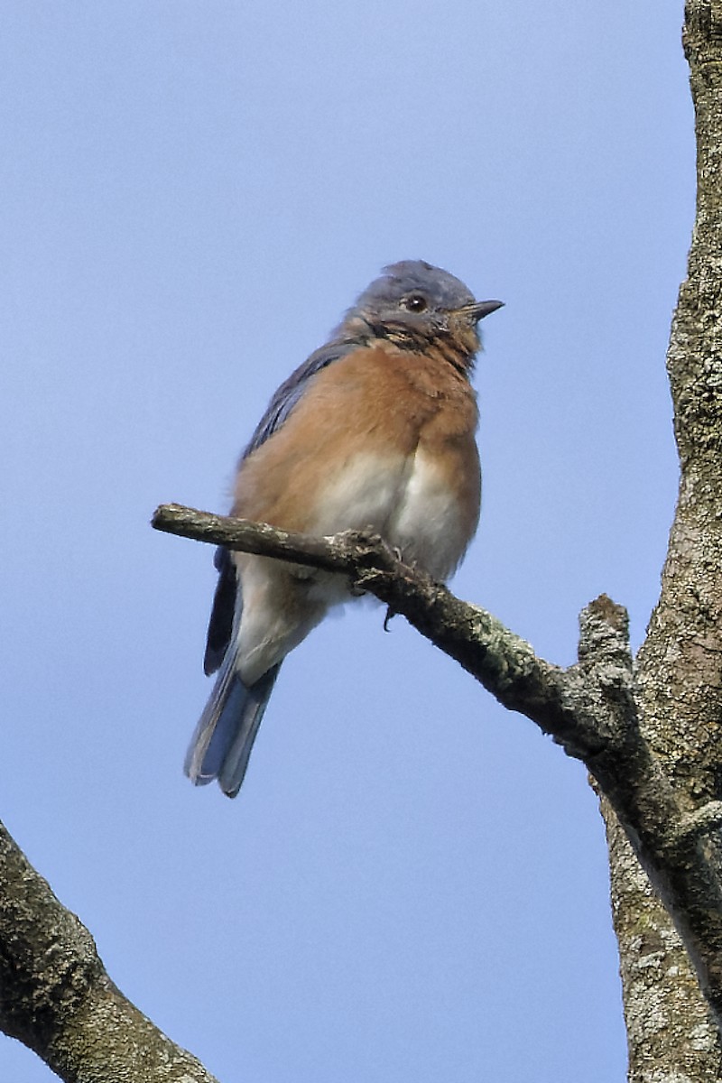 Eastern Bluebird - ML623910599