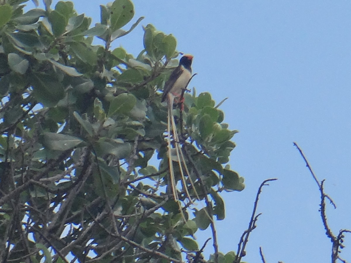 Straw-tailed Whydah - ML623910608