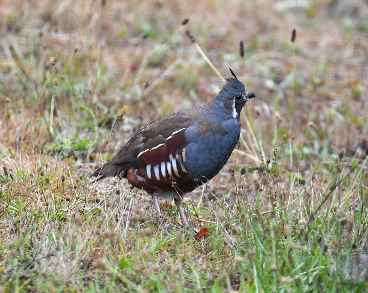 Mountain Quail - David Chernack