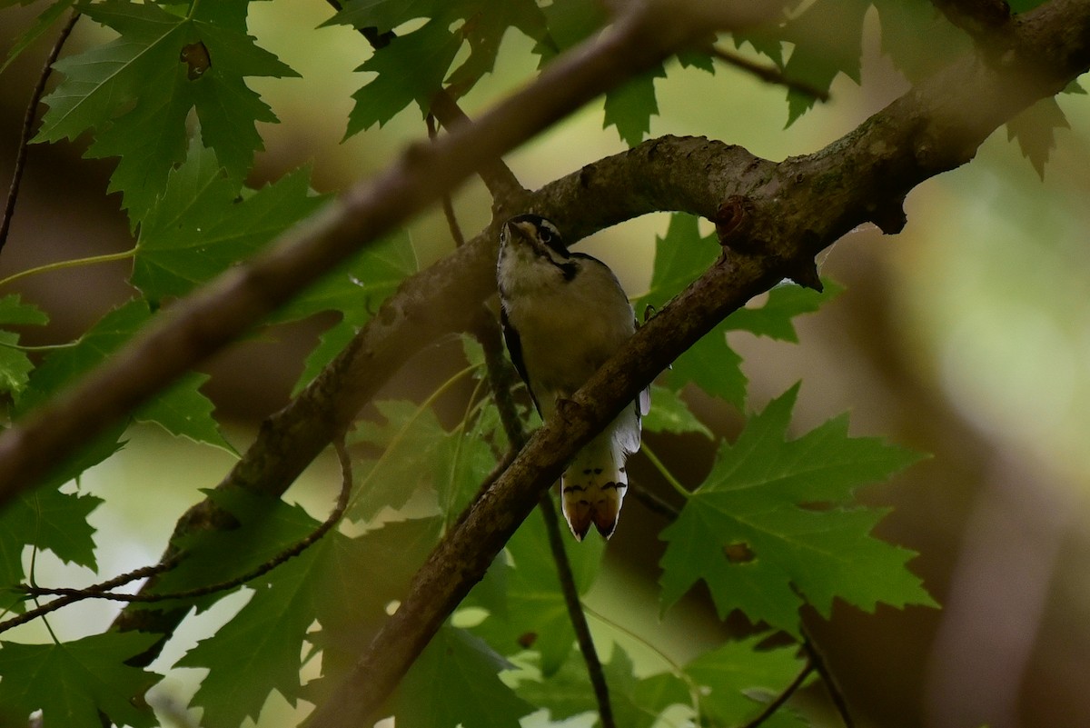 Downy Woodpecker - ML623910634