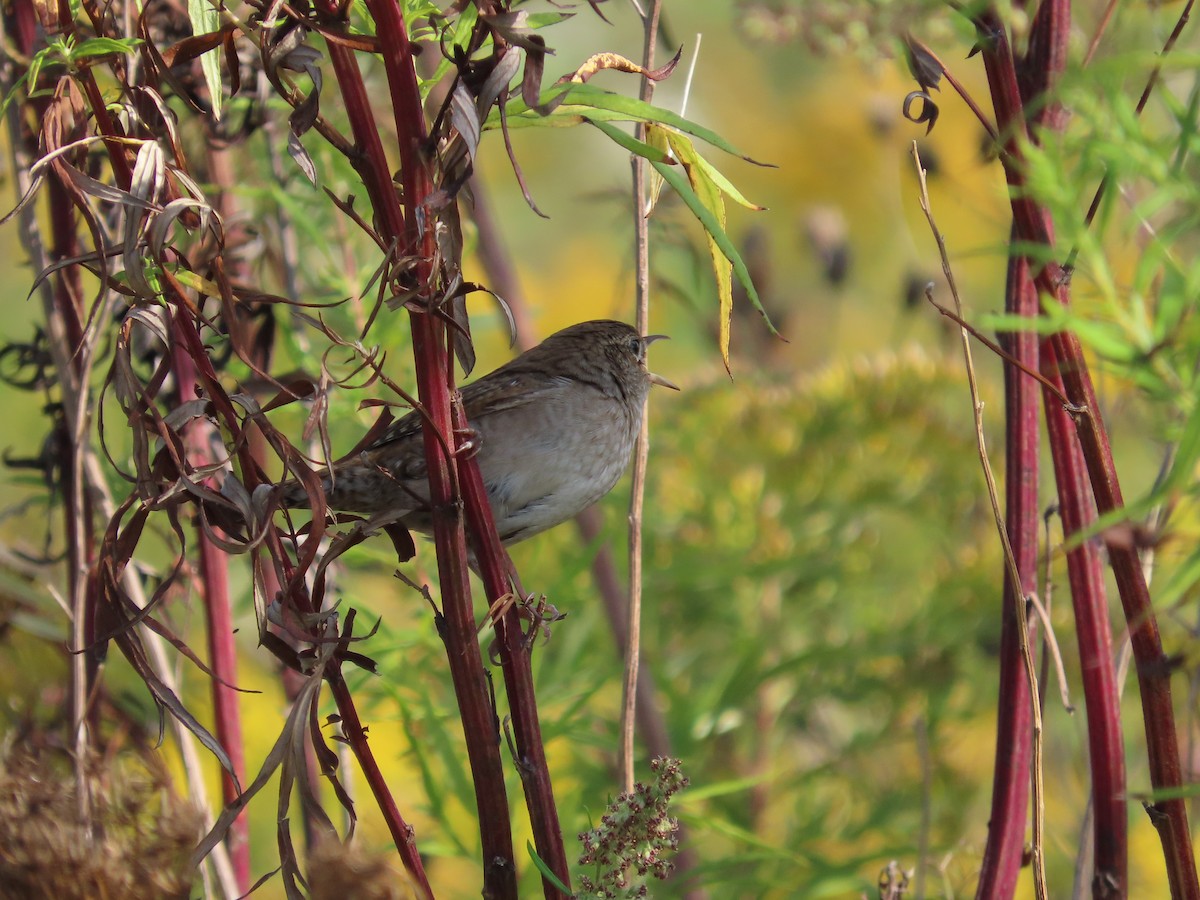 House Wren - ML623910639