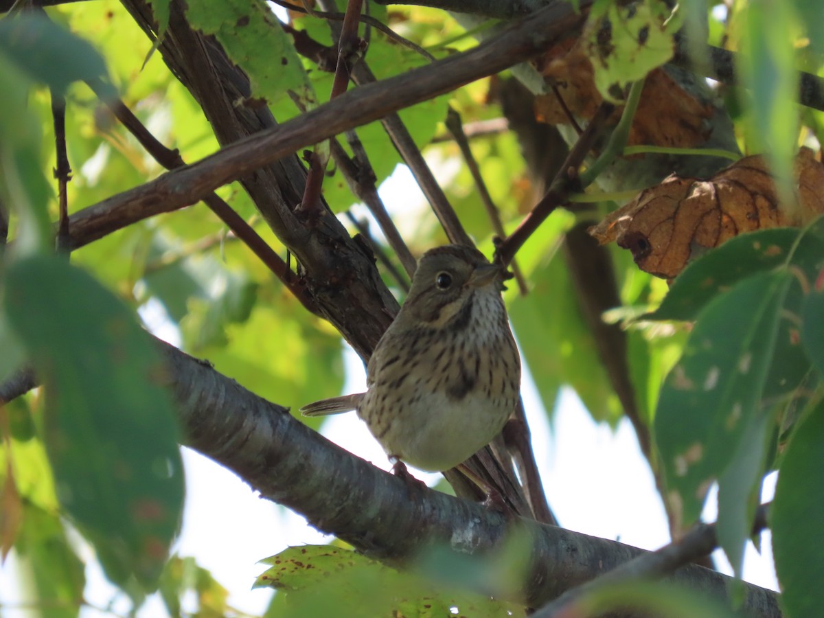 Lincoln's Sparrow - ML623910647