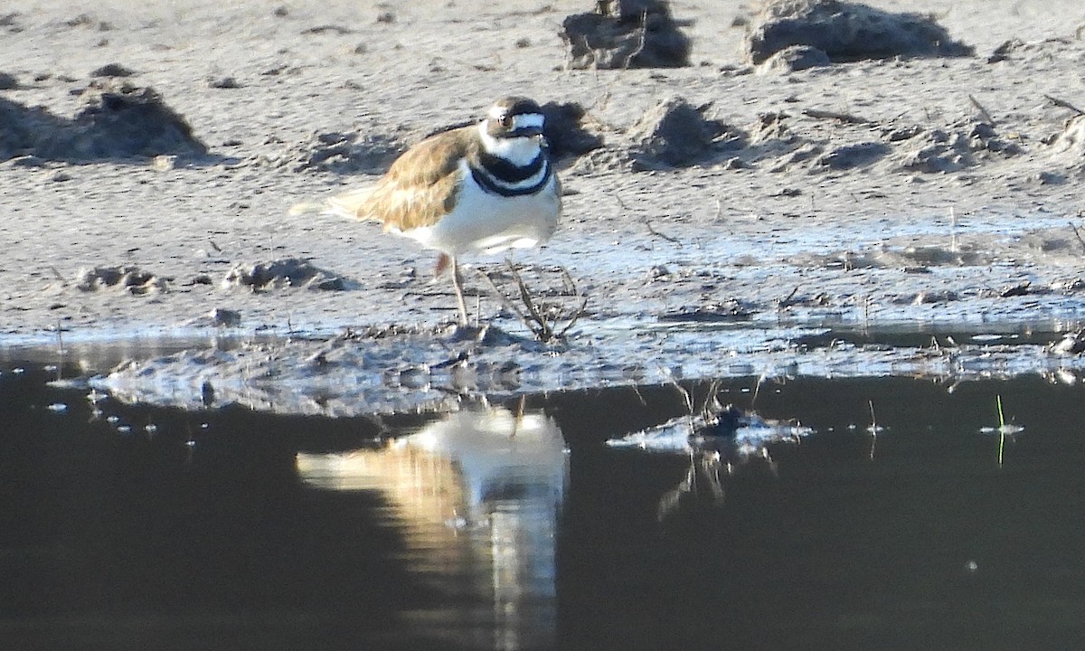 Killdeer - ML623910653