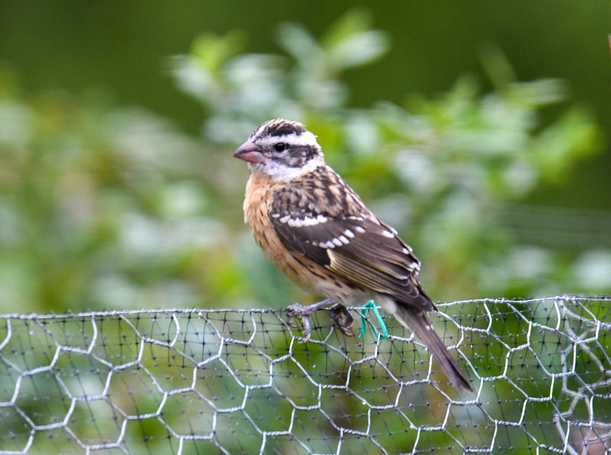 Black-headed Grosbeak - ML623910657