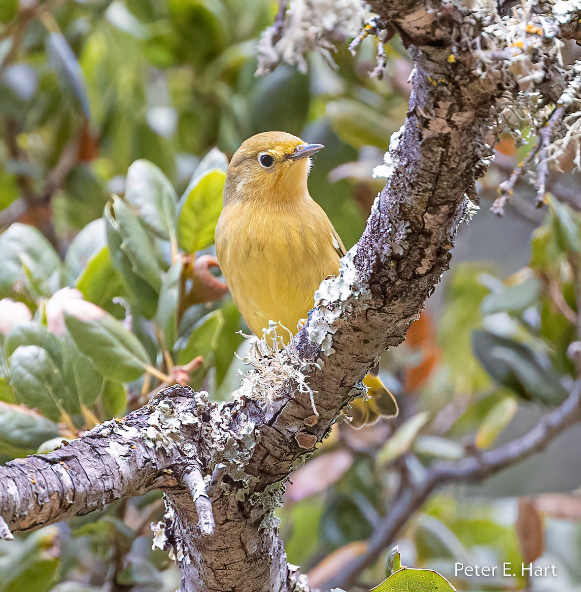 Northern Yellow Warbler - ML623910660