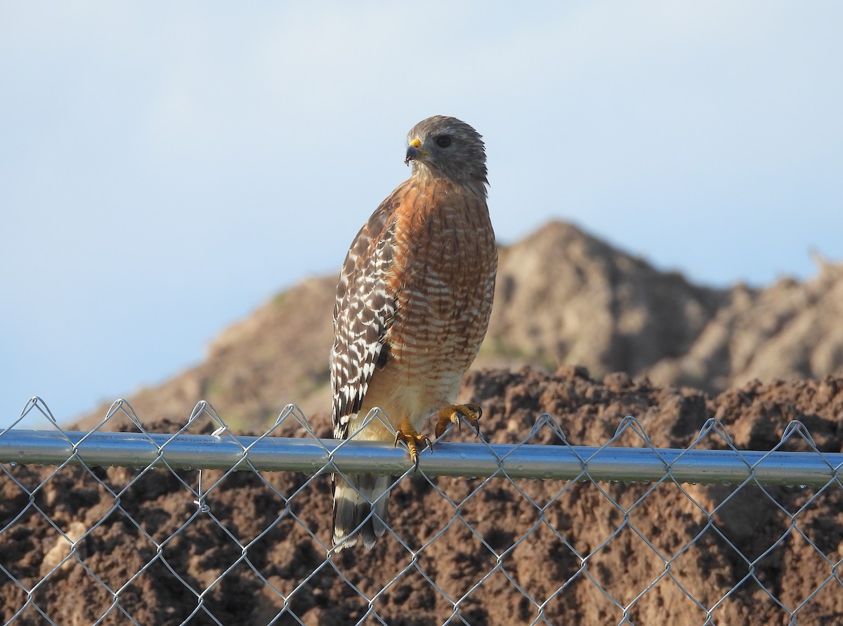 Red-shouldered Hawk - ML623910671