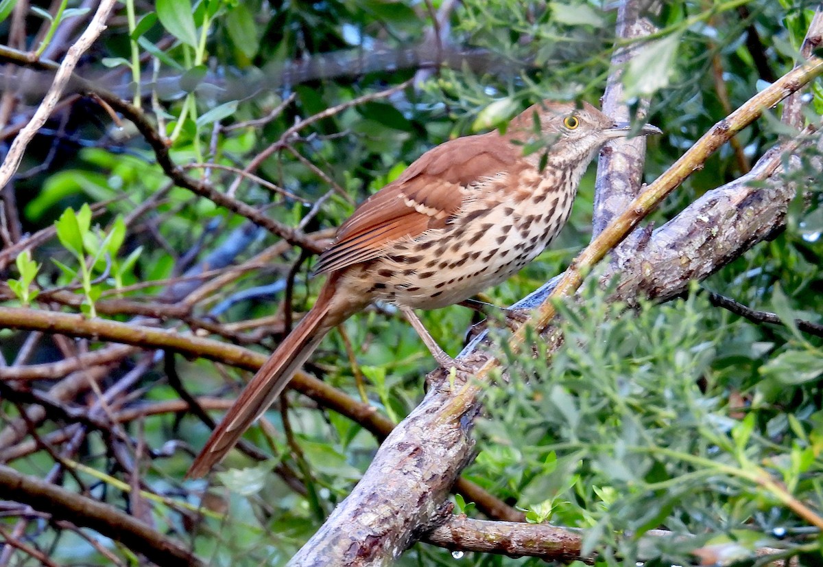 Brown Thrasher - ML623910675