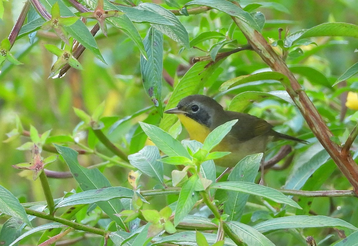 Common Yellowthroat - ML623910676