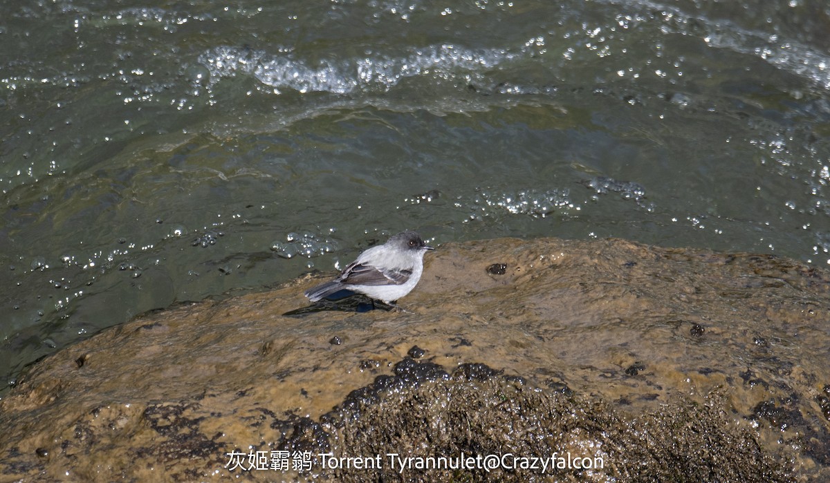 Torrent Tyrannulet - ML623910690