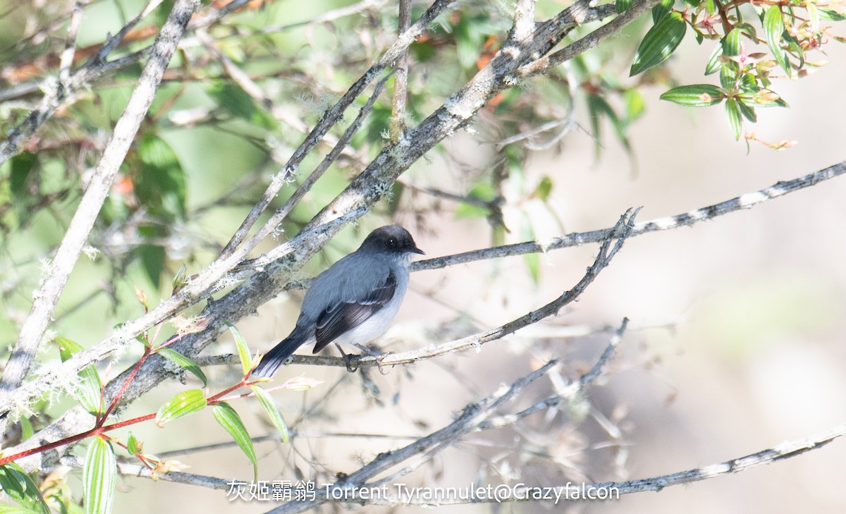 Torrent Tyrannulet - ML623910700