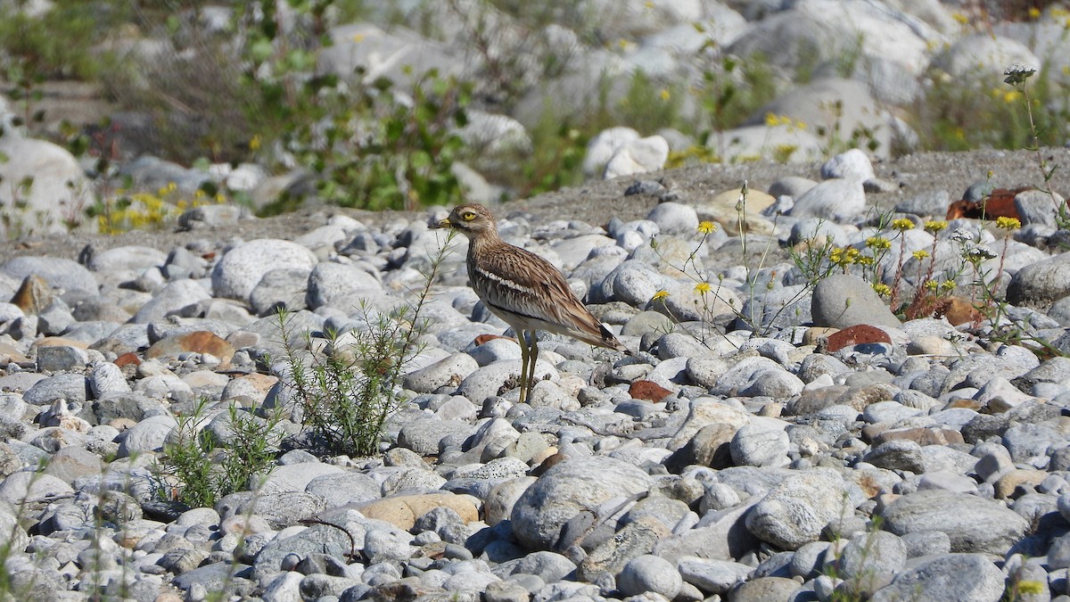 Eurasian Thick-knee - ML623910712