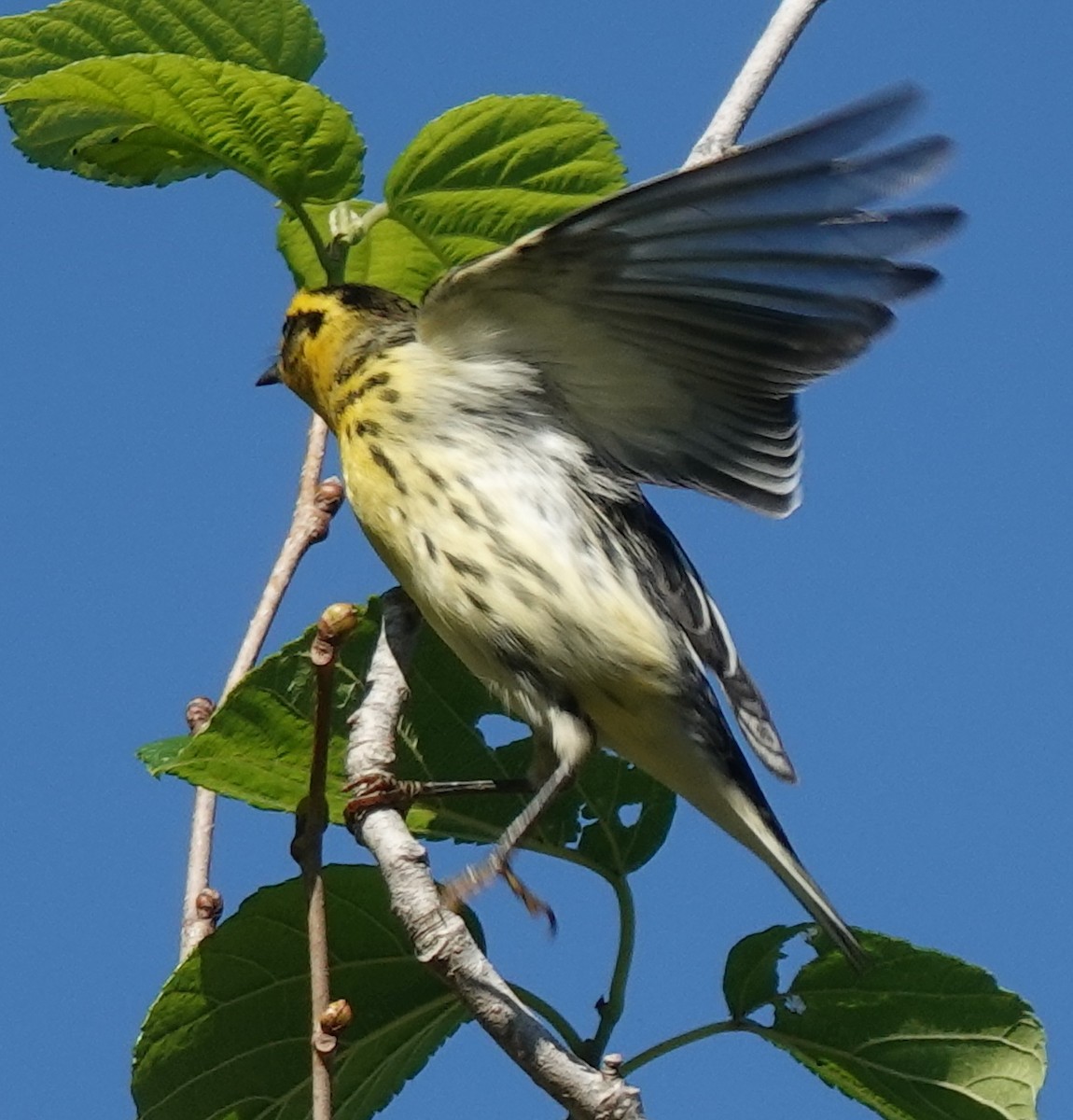 Blackburnian Warbler - ML623910751