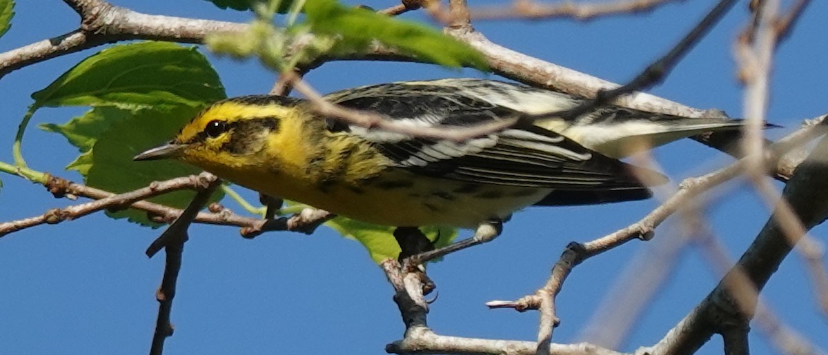 Blackburnian Warbler - ML623910752