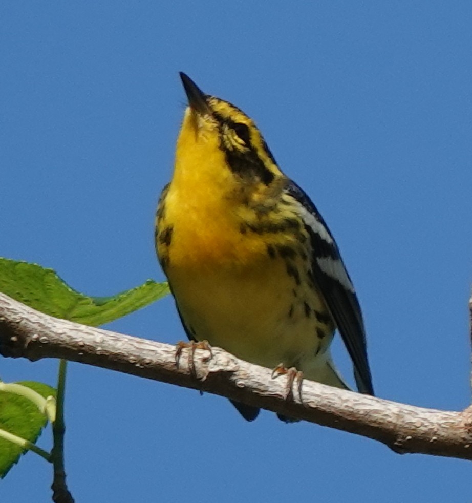 Blackburnian Warbler - ML623910753