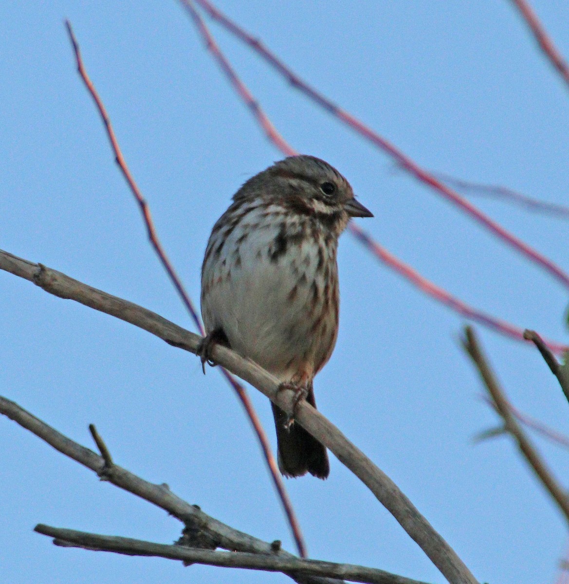 Song Sparrow - ML623910773