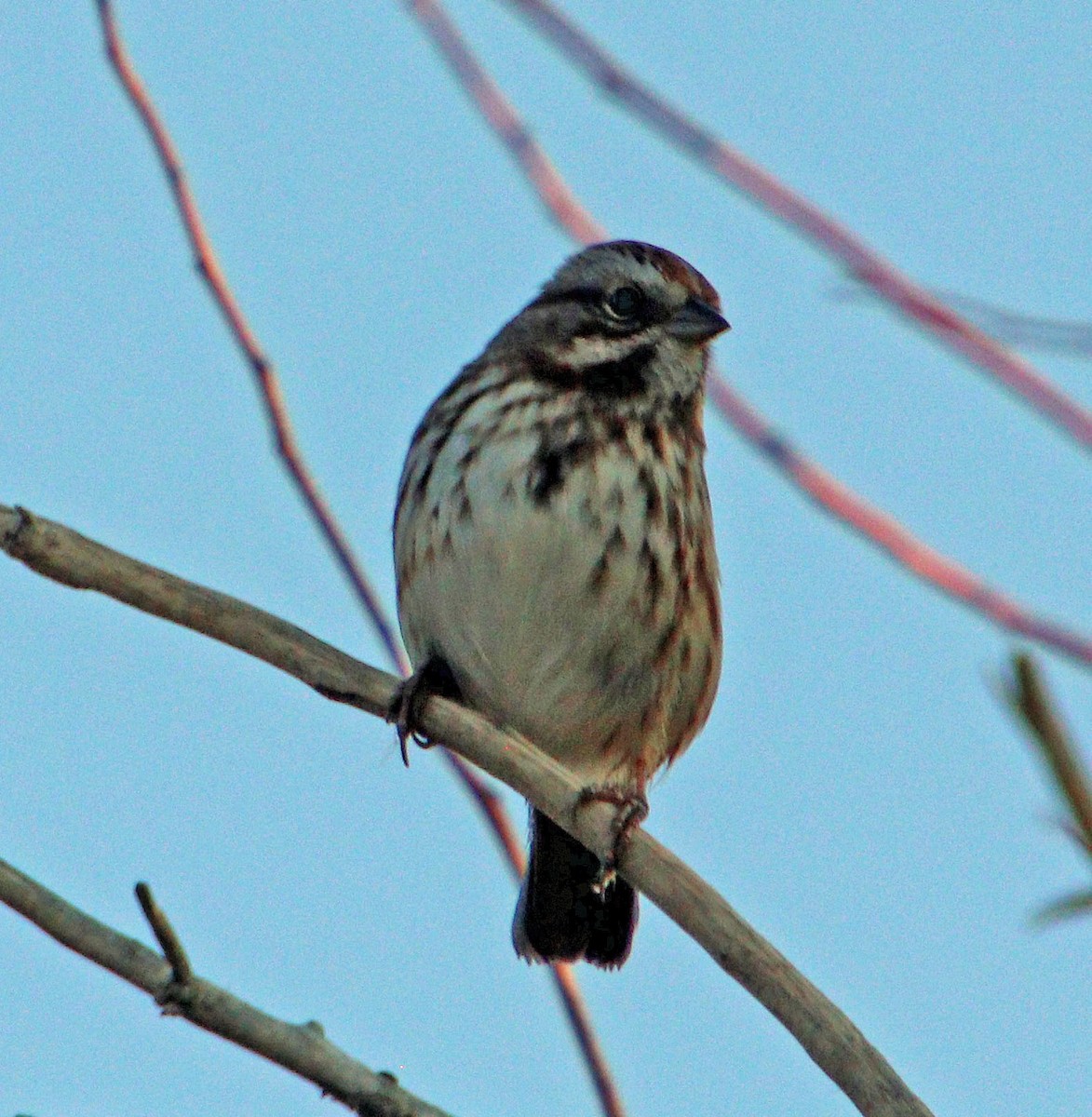 Song Sparrow - ML623910774