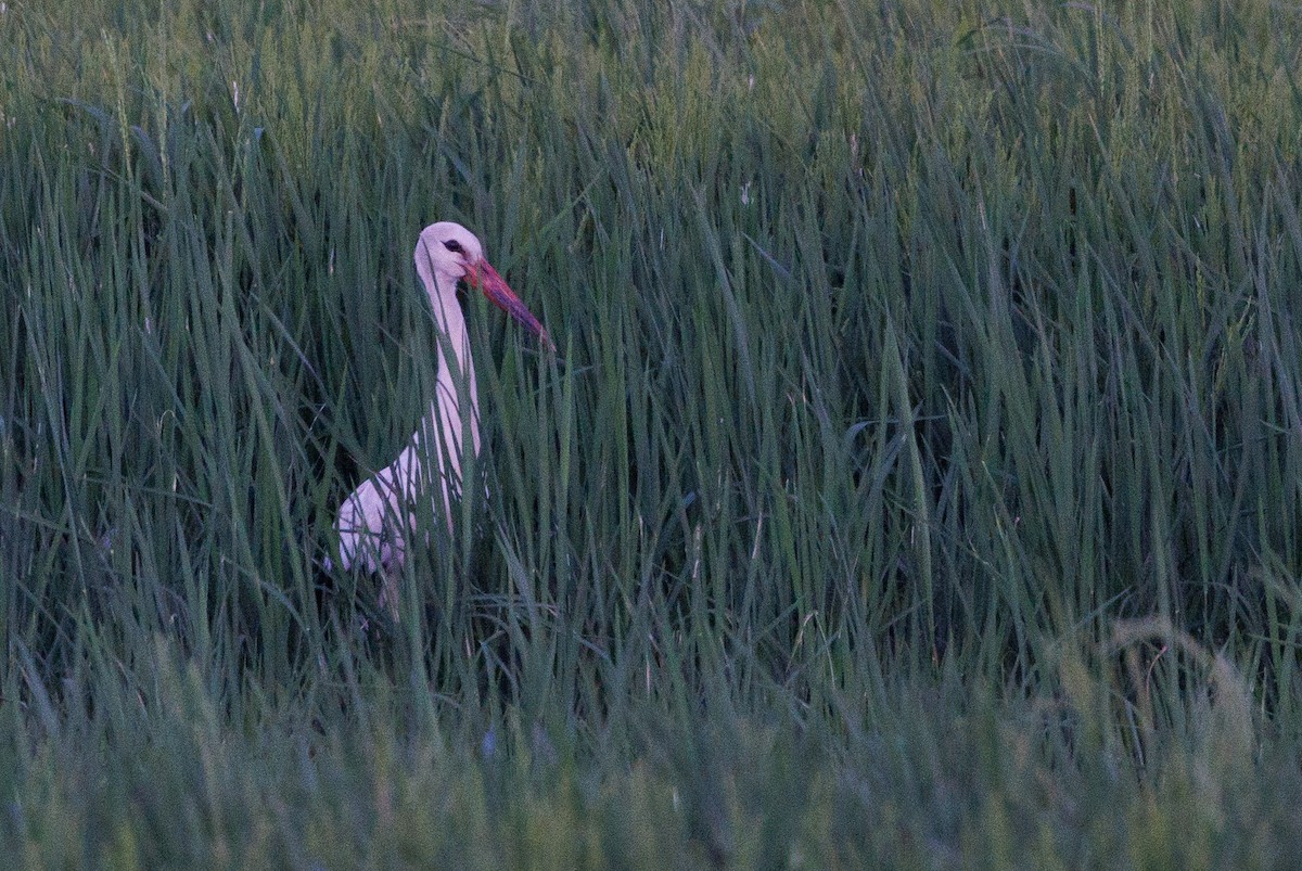 White Stork - ML623910789