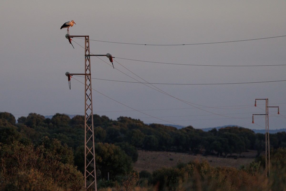 White Stork - ML623910792