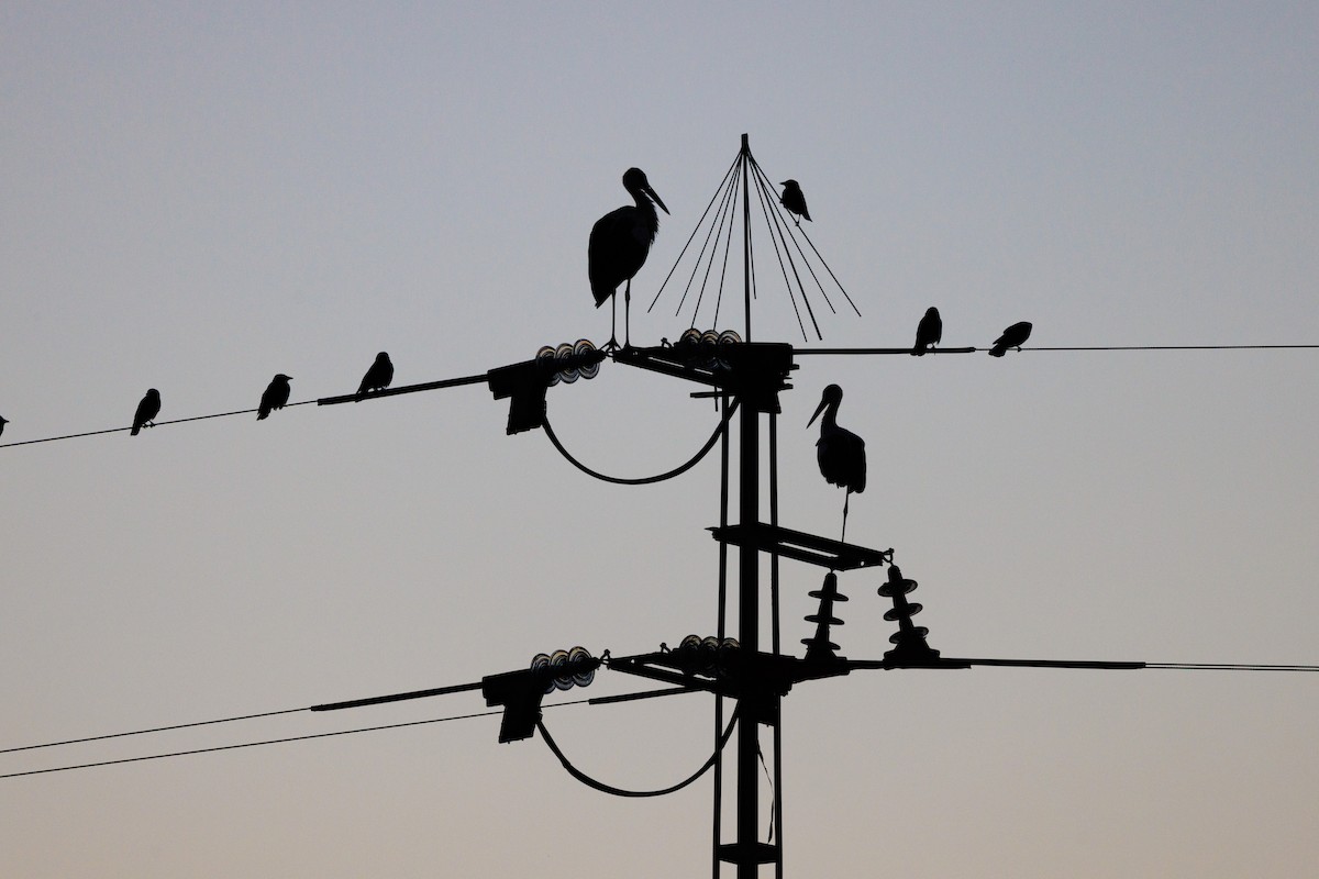 White Stork - ML623910793