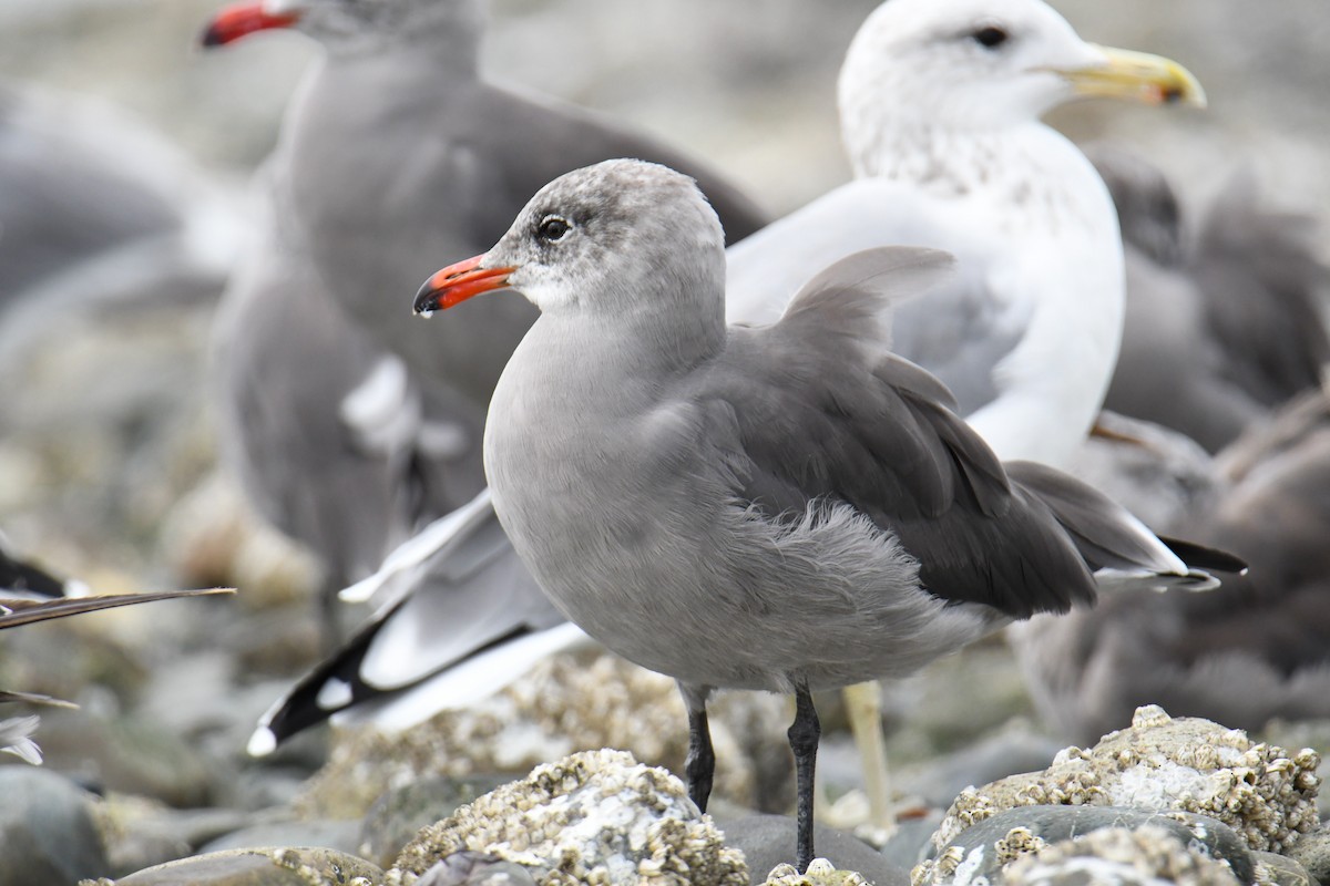 Heermann's Gull - ML623910809