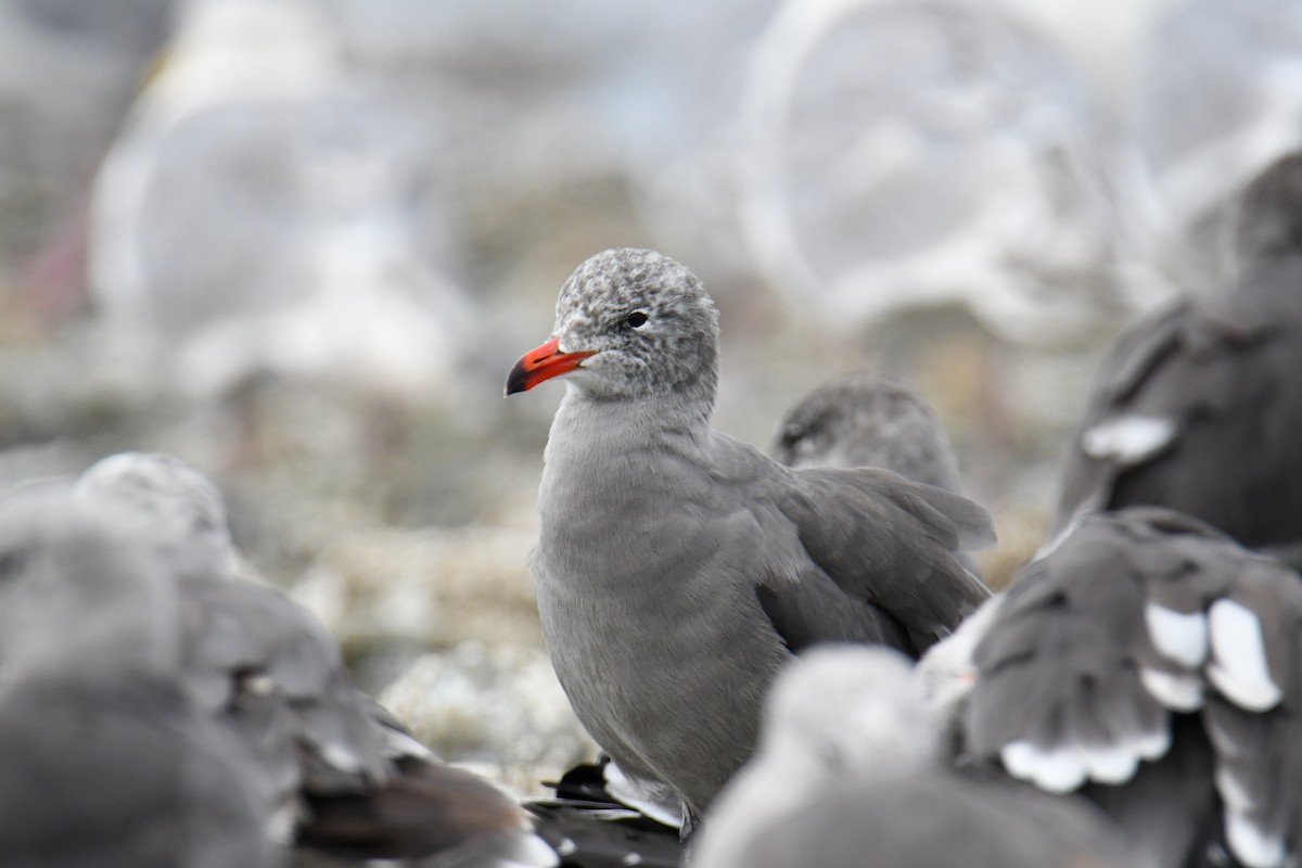 Heermann's Gull - ML623910810