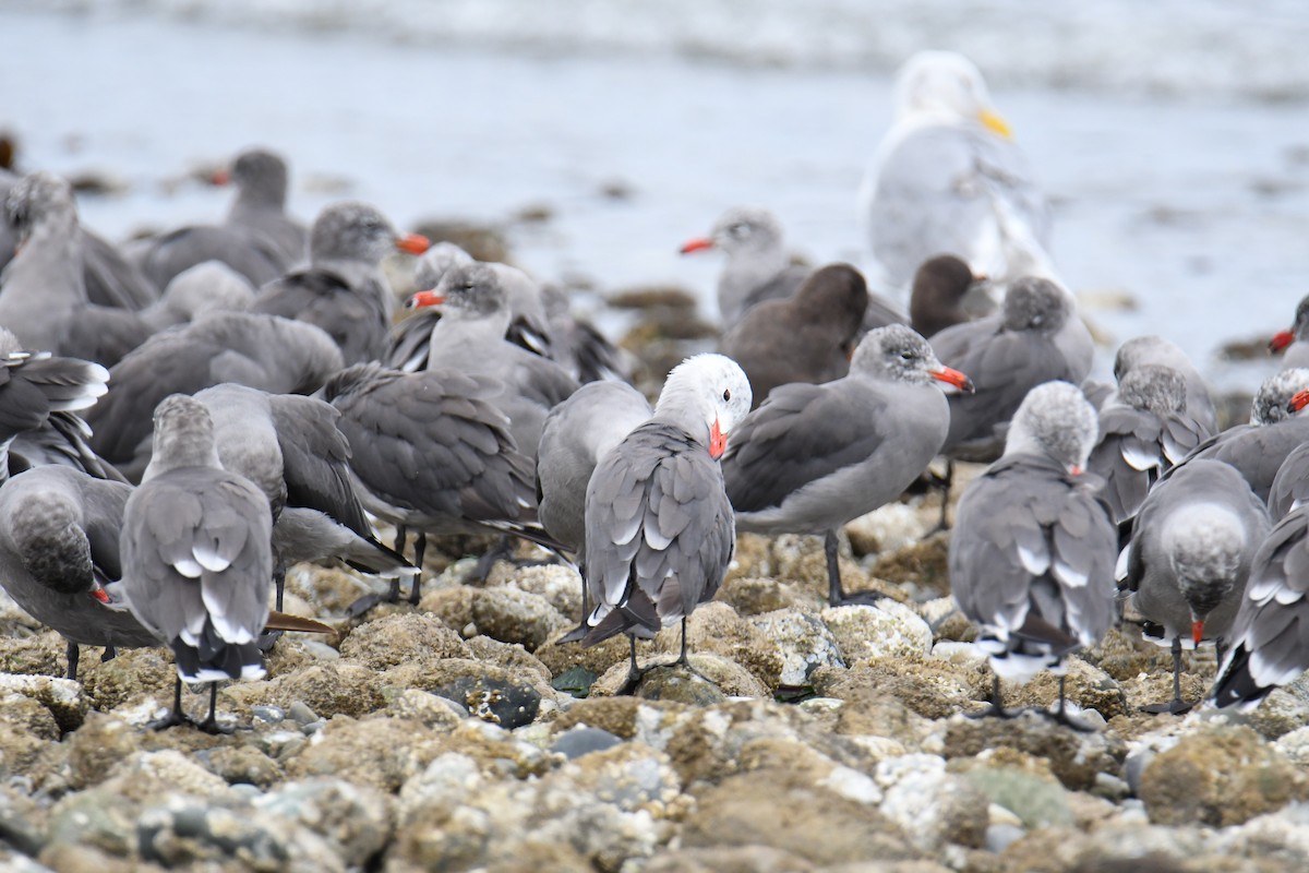 Heermann's Gull - ML623910811