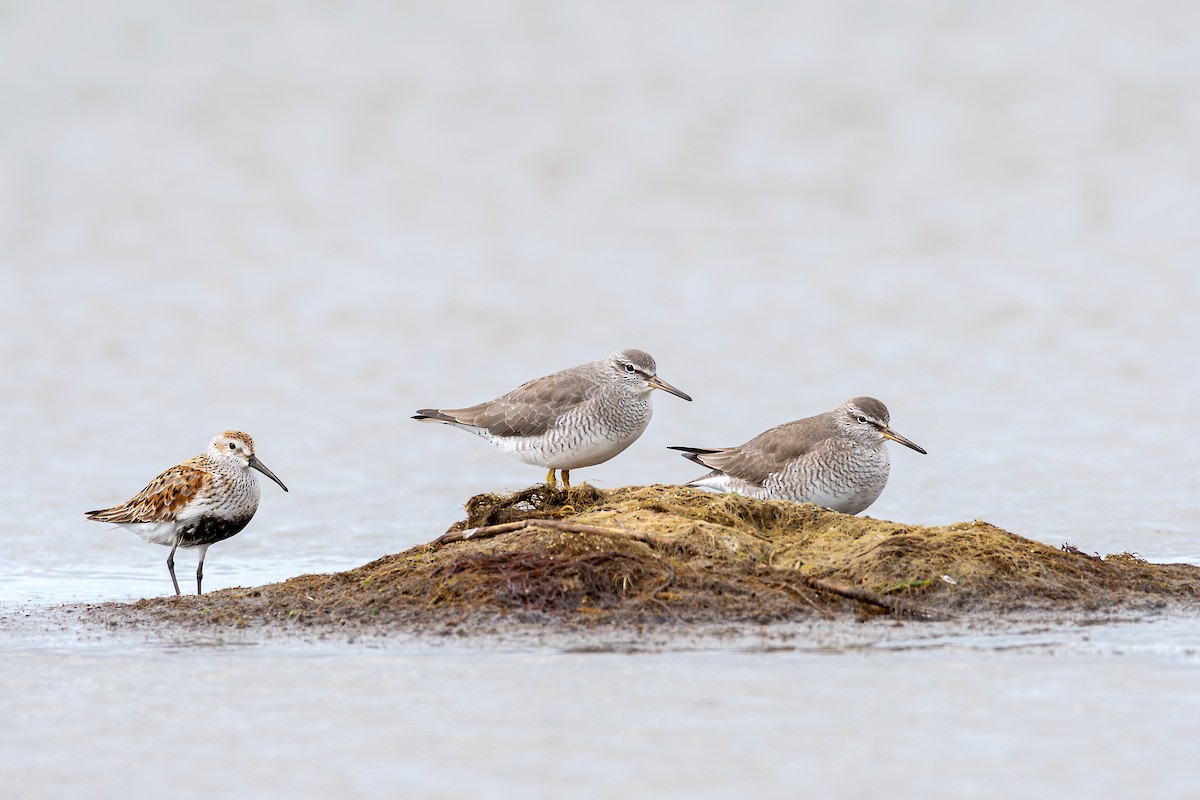 Gray-tailed Tattler - ML623910815