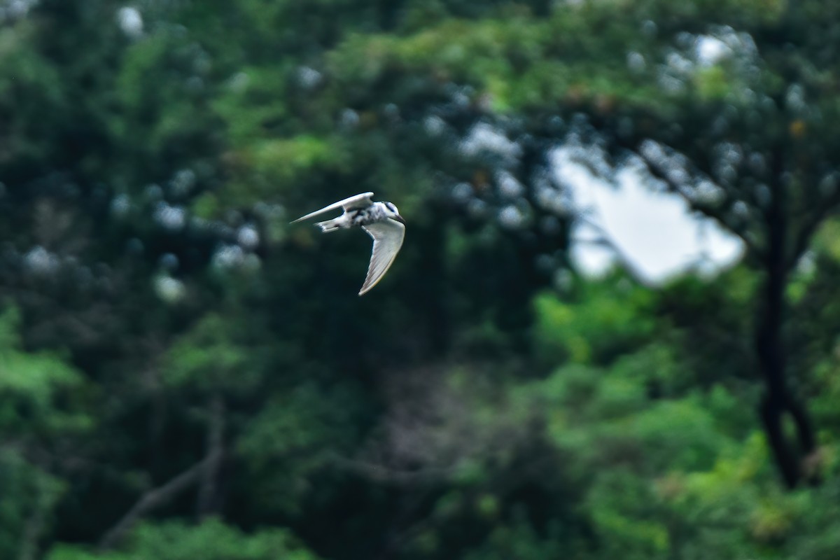 Whiskered Tern - Thitiphon Wongkalasin