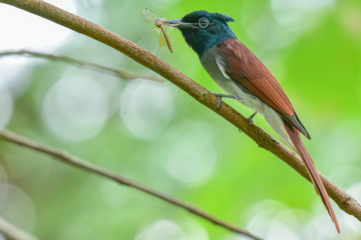 Amur Paradise-Flycatcher - Thitiphon Wongkalasin