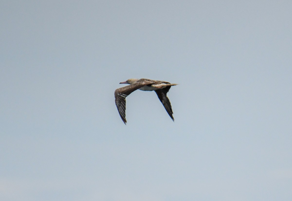 Red-footed Booby - David Chernack