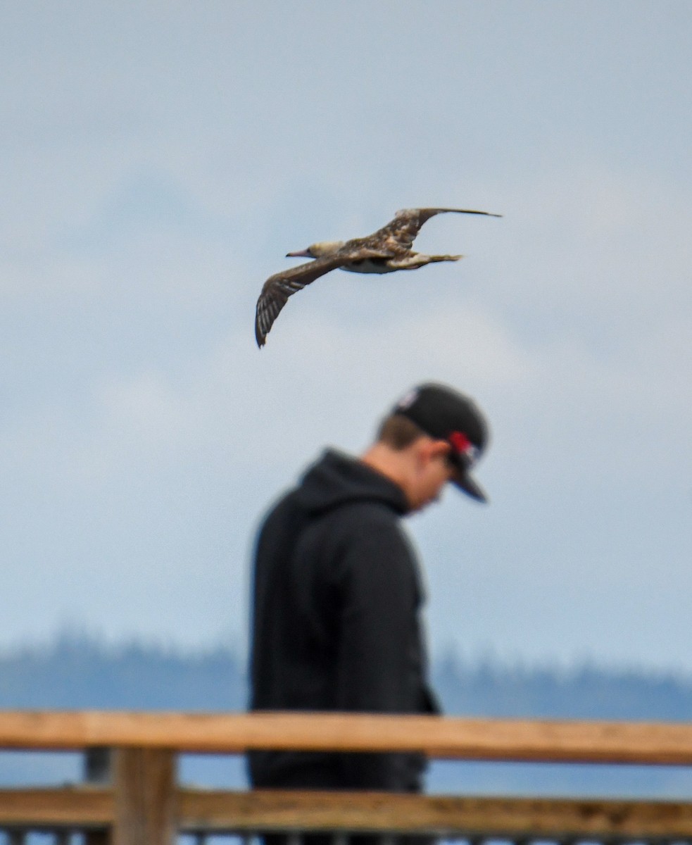 Red-footed Booby - ML623910846