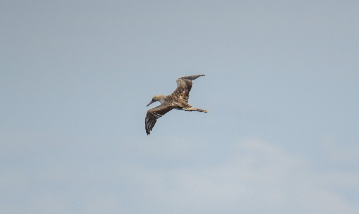 Red-footed Booby - ML623910847