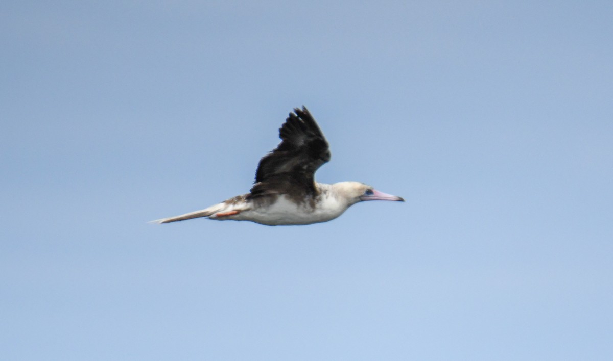 Red-footed Booby - ML623910848