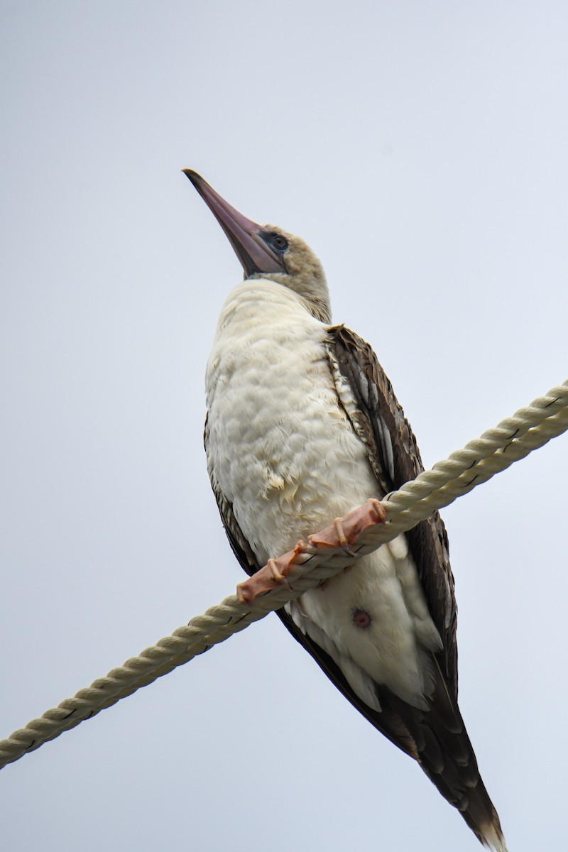 Red-footed Booby - David Chernack