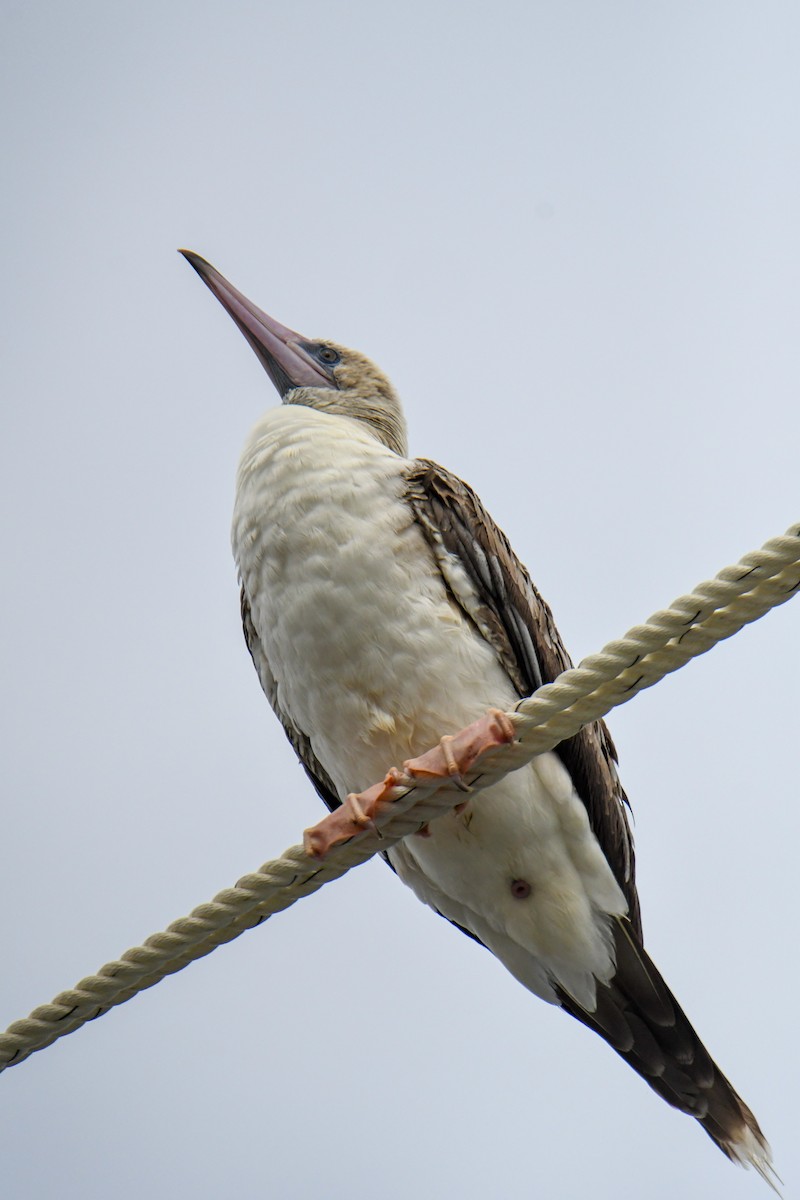 Red-footed Booby - ML623910854