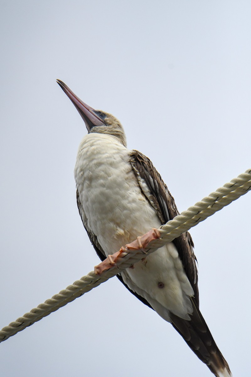 Red-footed Booby - ML623910855