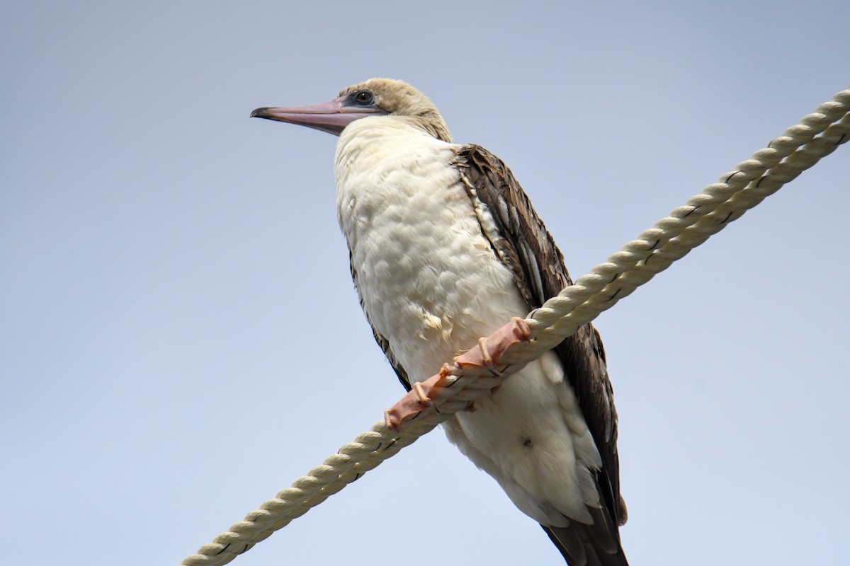 Red-footed Booby - ML623910856